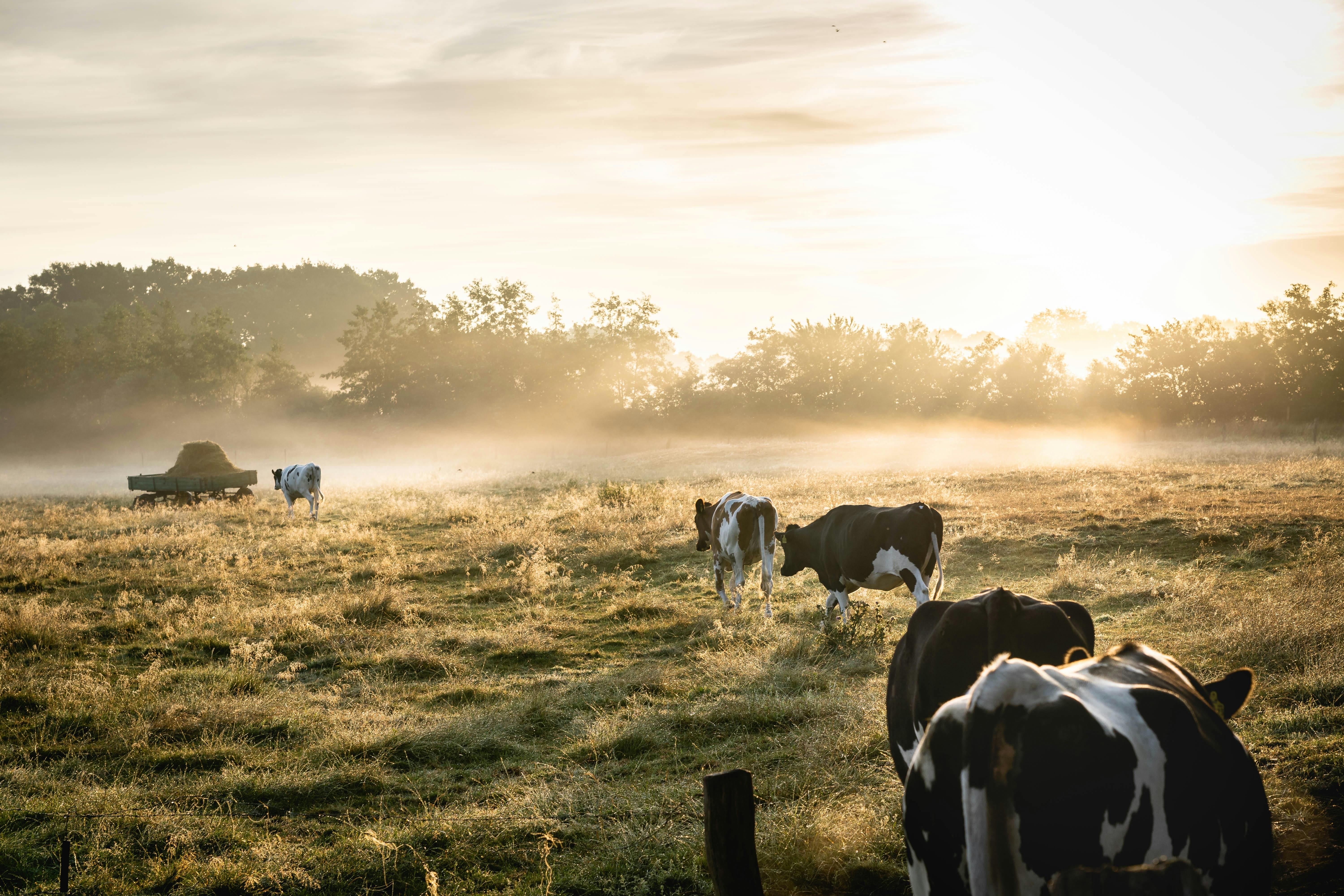 Farming livestock